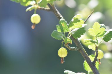 Bektaşi üzümü güneş ışığına karşı dalda