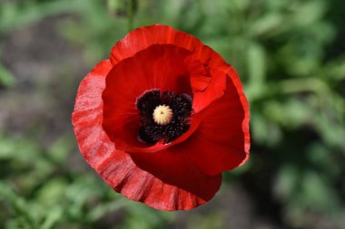 Baharda bahçe çiçekleri