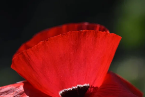 Gartenblumen Frühling — Stockfoto