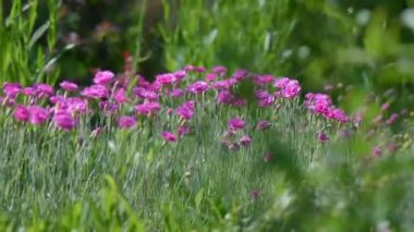 Bahçe çiçekleri güneş ışığında
