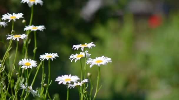 Gartenblumen Sonnenlicht — Stockvideo