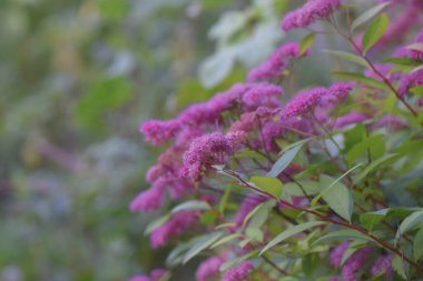 Baharda bahçe çiçekleri