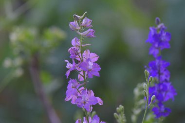 Baharda bahçe çiçekleri