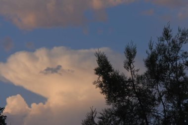 çam ağacında günbatımı