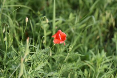 Baharda bahçe çiçekleri