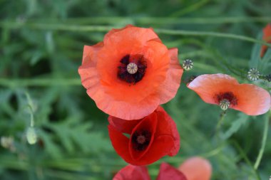 Baharda bahçe çiçekleri