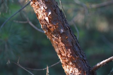 çam ağacında günbatımı