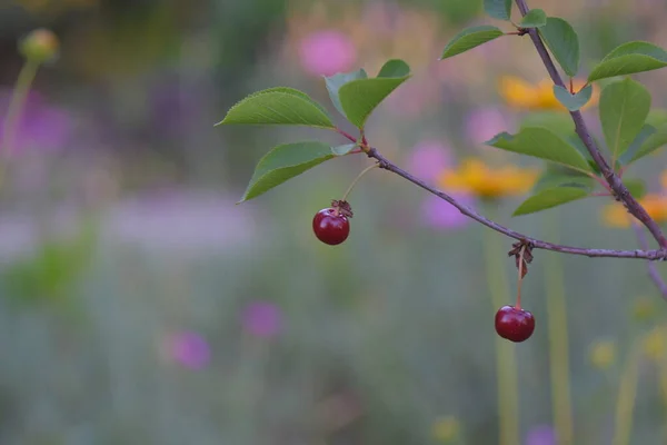 红熟的樱桃枝上 — 图库照片