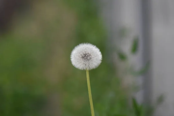 Trädgårdsblommor Våren — Stockfoto