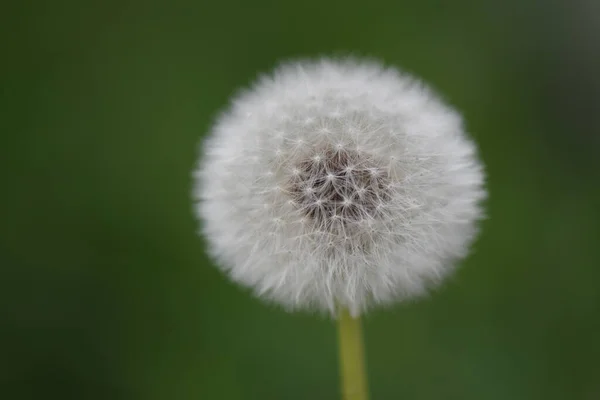 Trädgårdsblommor Våren — Stockfoto