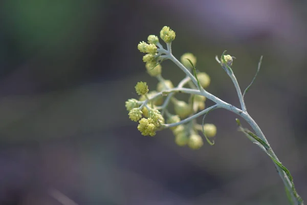 Garden Flowers Spring — Stock Photo, Image