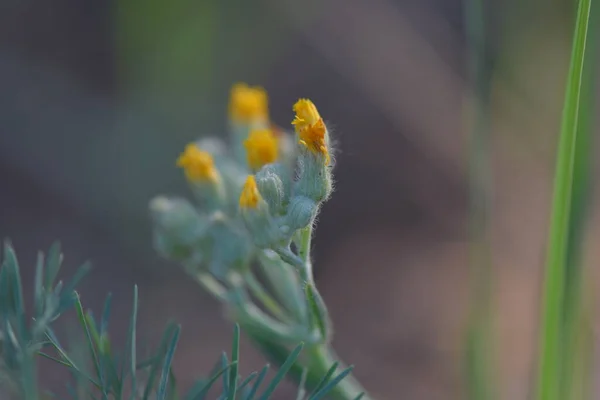 Kwiaty Ogrodowe Wiosną — Zdjęcie stockowe