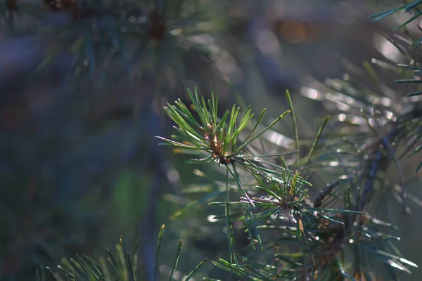 松の木サンセット — ストック写真