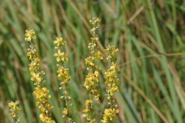 Suda pembe ve sarı çiçekler