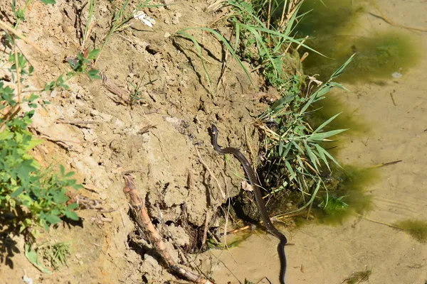 Erba Serpente Sulla Spiaggia — Foto Stock