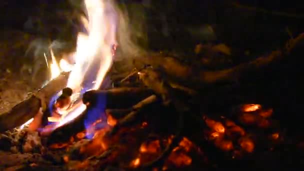 Campfire Notte Con Grilli Peccaminosi — Video Stock