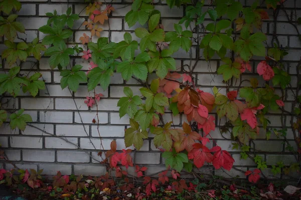 Autumn Leaves White Brick Wall — Stock Photo, Image