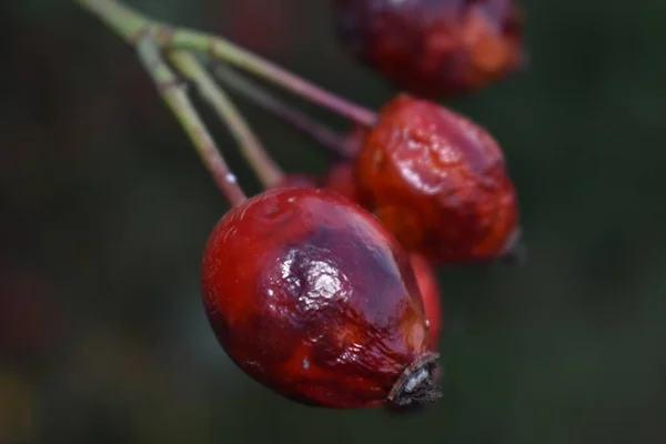 Rosa Mosqueta Roja Seca Cerca — Foto de Stock