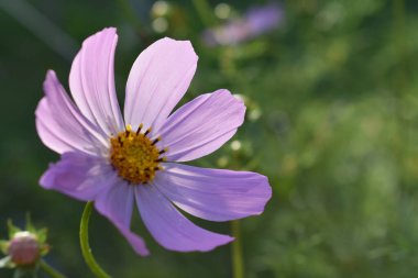Baharda bahçe çiçekleri