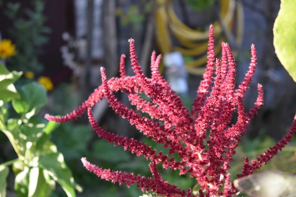 紫色和红色的花和植物 — 图库照片