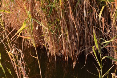 Gün batımında göldeki sazlıklar