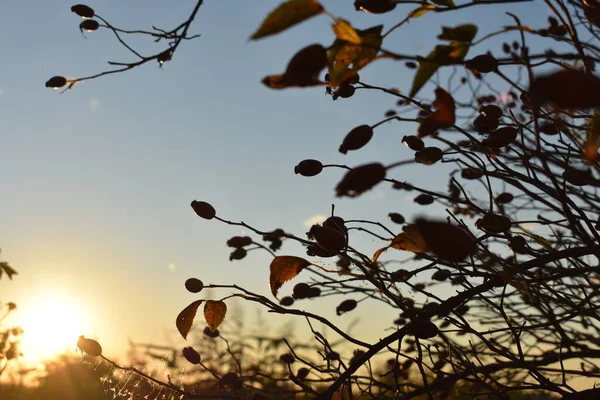 Gün batımında gül bahçesinde örümcek ağı