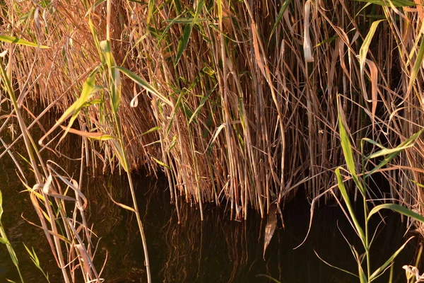 Gün batımında göldeki sazlıklar
