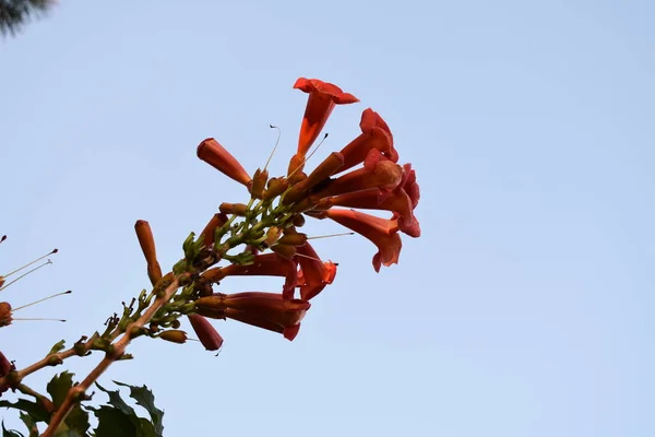 Red Flowers Sunset — Stock Photo, Image