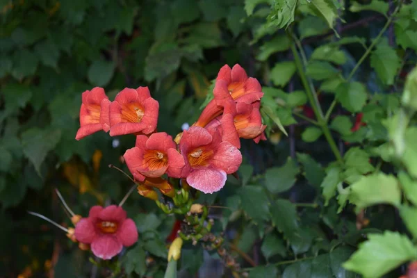 Rode Bloemen Zonsondergang — Stockfoto