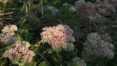 Bahçedeki yeşil bitki