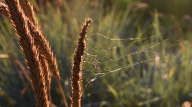Kuru çimenlerin üzerinde örümcek ağı