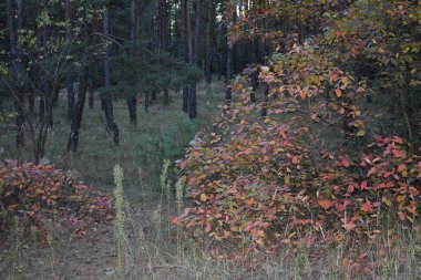sonbahar güneşli bir gün ormanda
