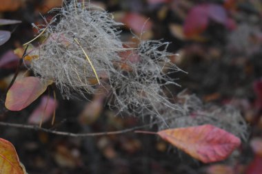 Ormanda sonbahar yaprakları