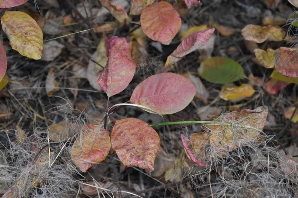 Podzimní Listí Lese — Stock fotografie