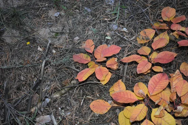 Herfst Bladeren Uit Focus Achtergrond — Stockfoto