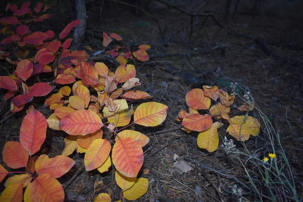 Осенние Листья Вне Фокуса — стоковое фото