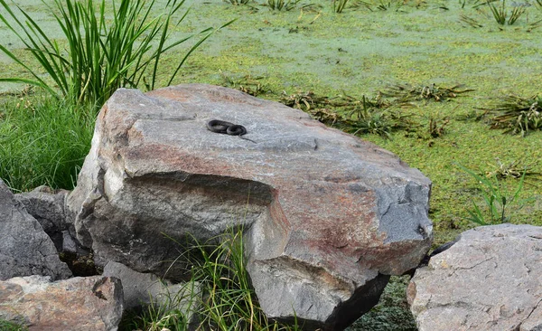 Νερόφιδο Στην Πέτρα — Φωτογραφία Αρχείου