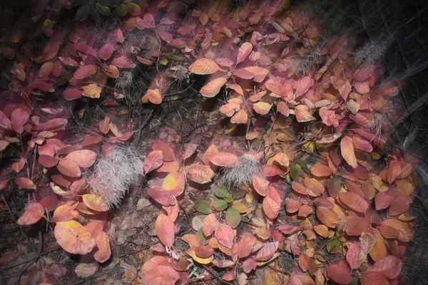 Podzimní Listí Rozostřené Pozadí Stock Obrázky