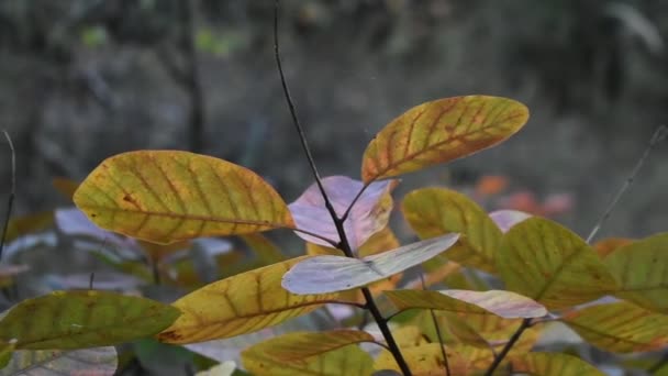 Outono Floresta — Vídeo de Stock