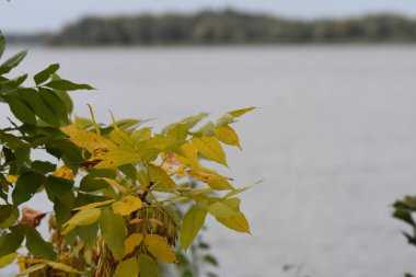 Ormanda sonbahar yaprakları