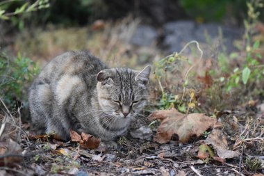Parktaki evsiz kedi.