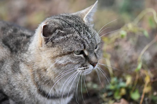 Parktaki evsiz kedi.