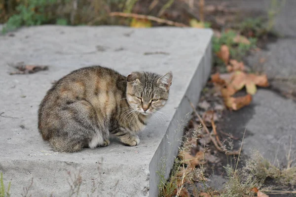 Chat Sans Abri Dans Parc — Photo
