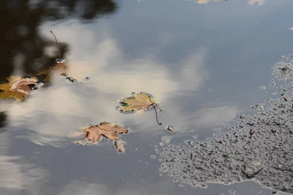 紅葉の水たまりの中の空の反射 — ストック写真