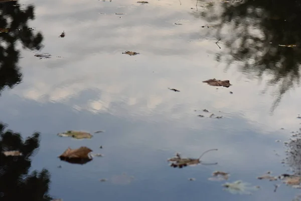 紅葉の水たまりの中の空の反射 — ストック写真