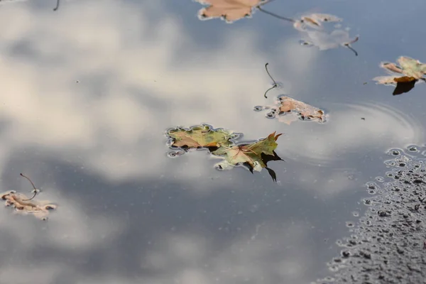 Reflexão Céu Poça Com Folhas Outono — Fotografia de Stock