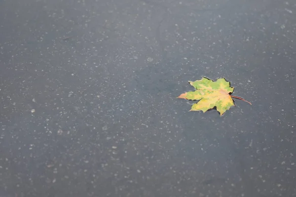 Reflet Ciel Dans Flaque Eau Avec Des Feuilles Automne — Photo