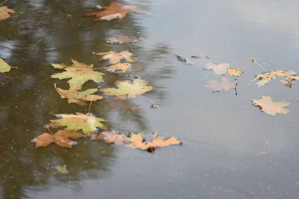 Sky Reflection Puddle Autumn Leaves — Fotografia de Stock