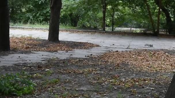 秋の公園のリス — ストック動画