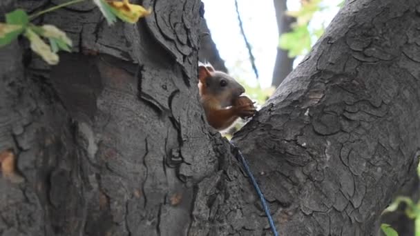 リスは木の上でナッツを食べる — ストック動画